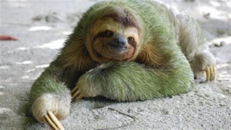 لماذا سُمّي حيوان “الكسلان” بهذا الاسم؟