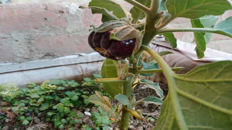 3 فوائد صحية مذهلة للباذنجان الأسود