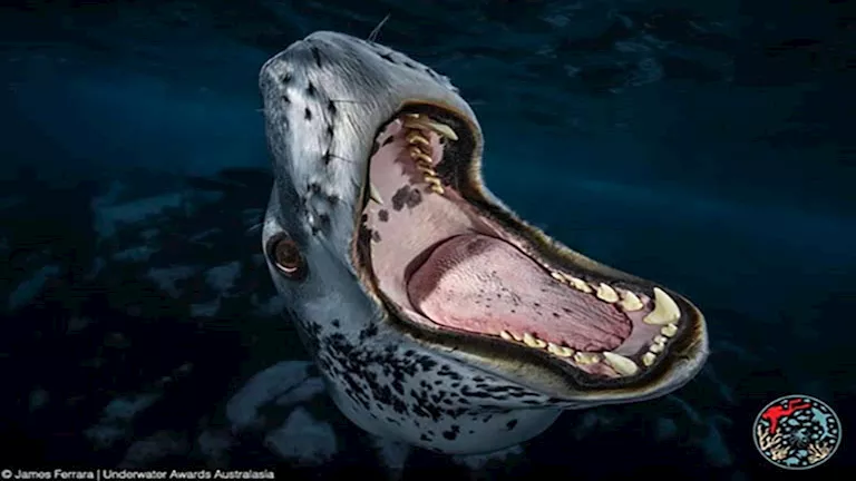 24 صورة فائزة في جوائز التصوير تحت الماء 2025 في أستراليا