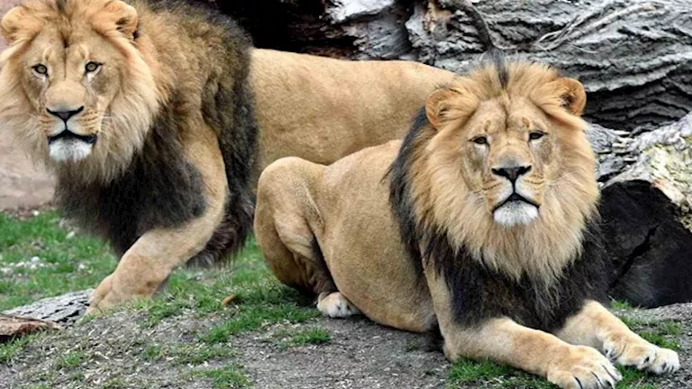 هجوم مروع.. أسود تفتك بحارس حديقة حيوانات أمام الزوار (فيديو)