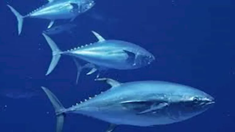 بـ3 ملايين دولار.. 5 صور لـ أغلى سمكة في العالم