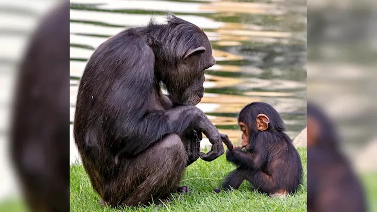 قرار غريب.. حديقة حيوان تمنع الزوار من مشاهدة فيديو مع الشمبانزي لهذا