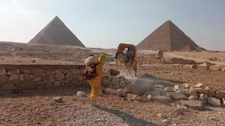 توفير بيئة آمنة.. كشف طبي يومي على الدواب بمنطقة الأهرامات