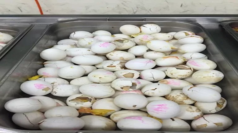 “فضيحة في الجيش الإسرائيلي”.. جنود يوثقون فسادًا صحيًا وطعامًا ملوثًا