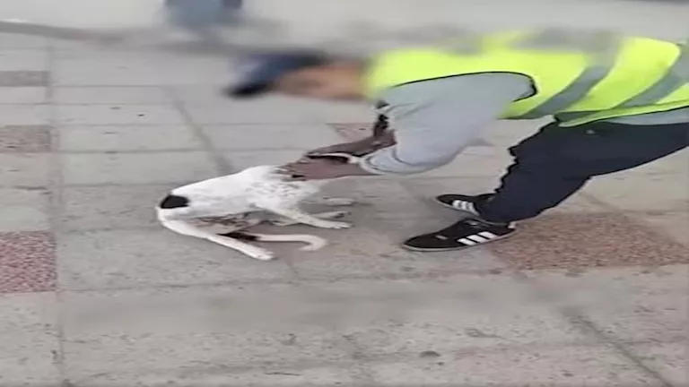 تعذيب كلب بغرض اللهو والمزاح.. الداخلية تضبط المتهمين في واقعة بمطروح