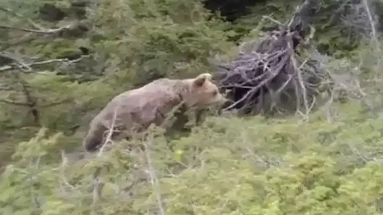 فيديو مرعب.. اللحظات الأخيرة لرجل هاجمه دب وهذا ما حدث له