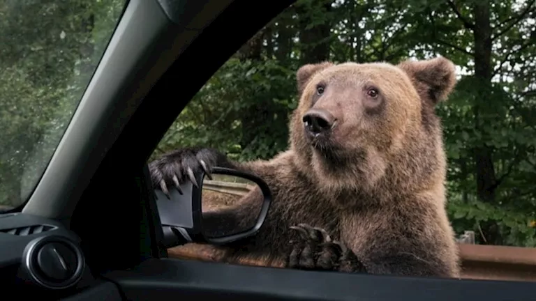 واقعة نادرة.. دبان يحبسان نفسيهما داخل سيارة وهذا ما حدث (فيديو)