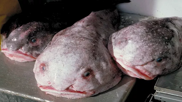 أغرب كائن بحري.. لهذا السبب يشمئز الإنسان من مظهر سمكة الفقاعة