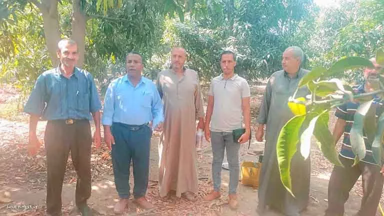 مصائد ذكية لحماية المانجو والموالح.. زراعة الإسماعيلية تحارب ذبابة الف