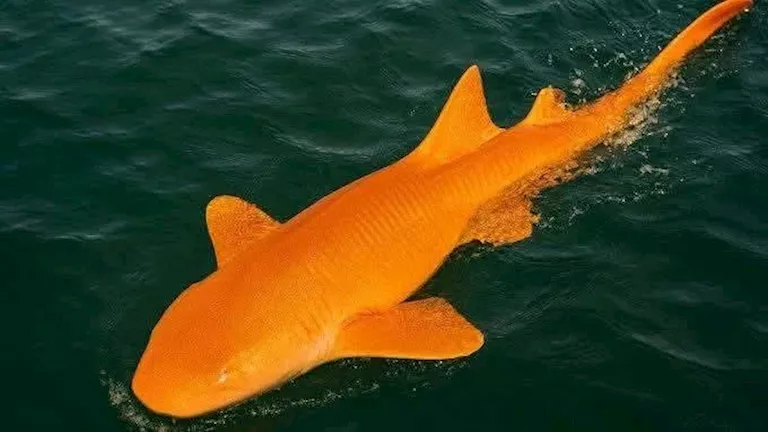 اكتشاف أول سمكة قرش برتقالية زاهية في البحر الكاريبي “صور”