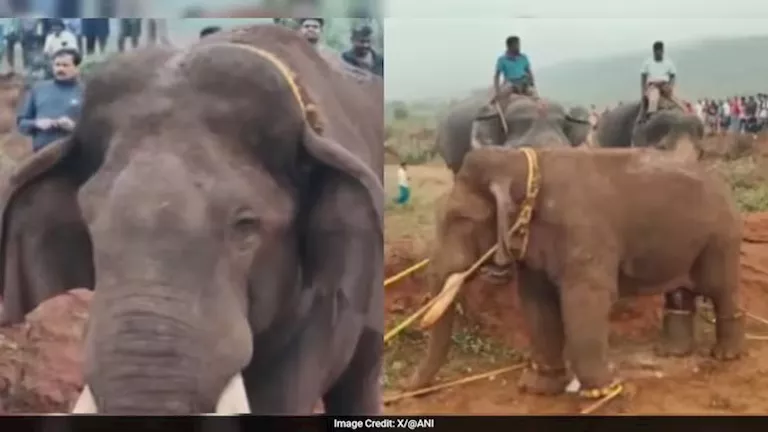 فيديو انتشر بسرعة البرق.. هذا ما فعله فيل في أرض زراعية