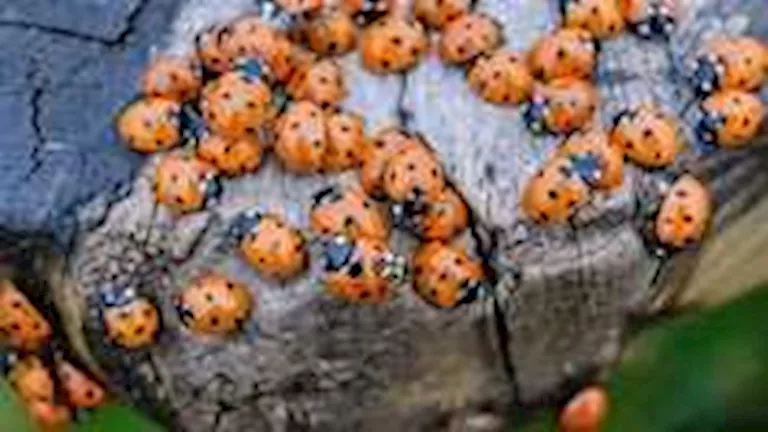 سرب ضخم من الخنافس يهاجم منازل البريطانيين.. ما سر الغزو الغامض؟