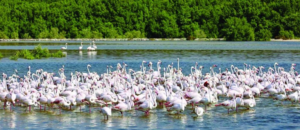 50 محمية برية وبحرية في الإمارات مع نهاية 2024