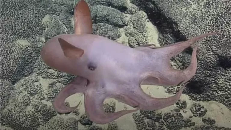 أسرار الأعماق.. أغرب 5 كائنات بحرية اكتشفها العلماء في المحيطات