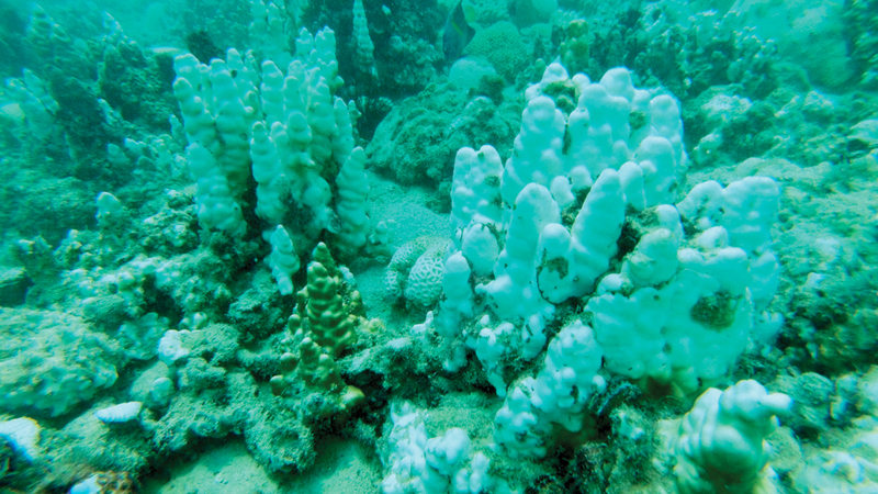 دراسة تُحدّد أسباب درجات الحرارة المرتفعة في الخليج العربي