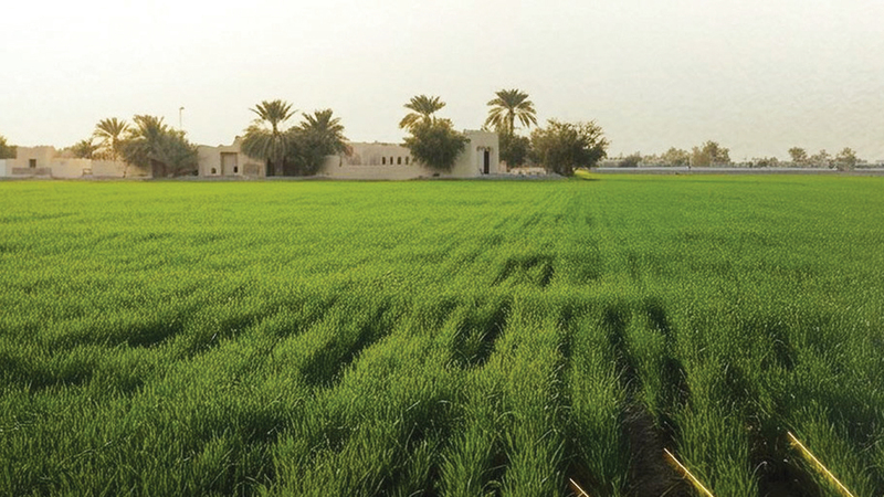 «تبادل العِزَب» لحاملي عقود الإيجار مرة واحدة فقط في أبوظبي