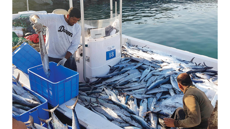 1365 طن أسماك حصيلة 472 قارب صيد في أبوظبي