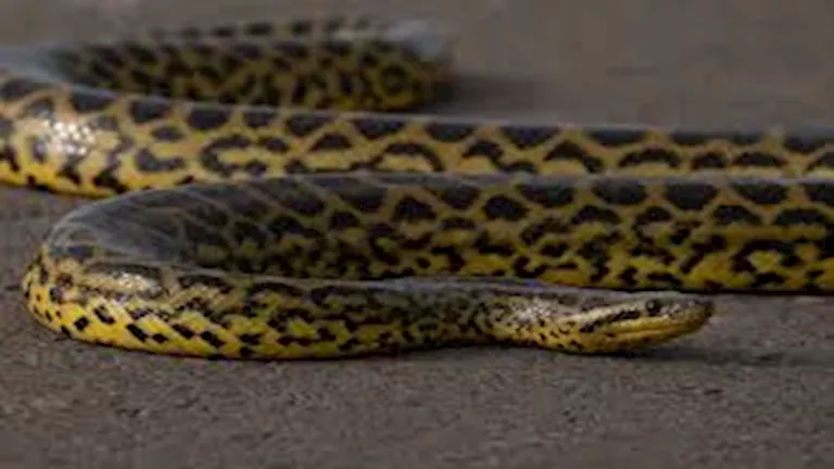 احذر السفر إليها.. 10 دول تضم أكبر عدد من الثعابين في العالم