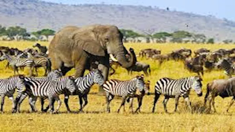 شاهد: هجرة جماعية مذهلة للحيوانات البرية في مشهد نادر