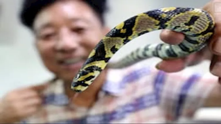 3 ملايين ثعبان سنويا.. قصة قرية تحولت إلى مركز طبي عالمي